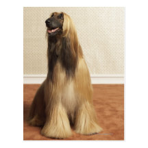 Afghan hound sitting in room 2 post card