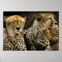 Africa-Cheetahs At Rest Art Poster/Print