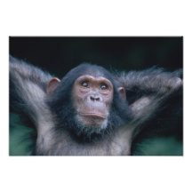 Africa, East Africa, Tanzania, Gombe National 2 Photo Print