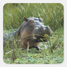 Africa, Kenya, Masai Mara NR. A mother hippo and Square Sticker