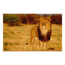 Africa, Namibia, Okonjima. Lone male lion Art Photo