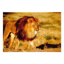 Africa, Namibia, Okonjima. Lone male lion. Photo Art