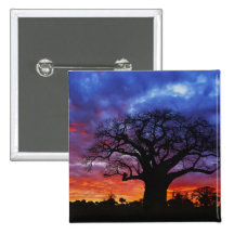 African baobab tree, Adansonia digitata, 2 Buttons