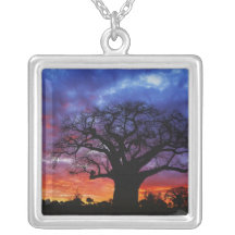 African baobab tree, Adansonia digitata, 2 Jewelry