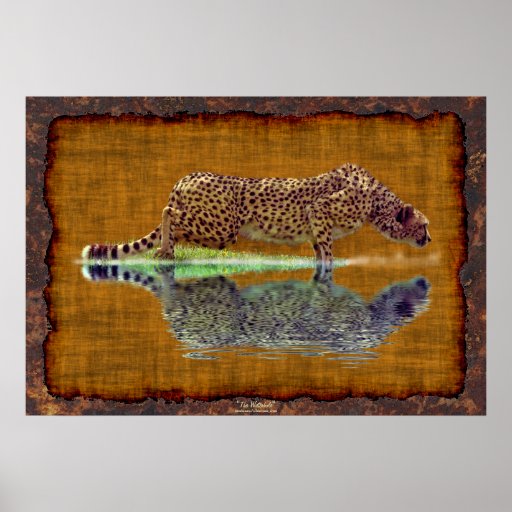 African Cheetah Drinking at Waterhole Big Cat Art Print