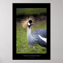 African Crowned Crane Print