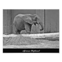 African Elephant Eating Photo