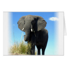African Elephant Greeting Card