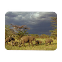 African Elephant herd, Loxodonta africana, Magnet