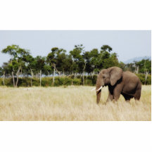 African Elephant, Masai Mara Kenya Photo Sculpture