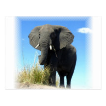 African Elephant Postcard