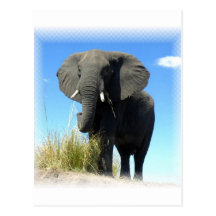African Elephant Postcard