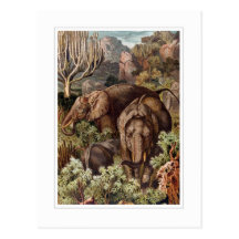 African Elephant Postcards