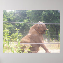 African Elephant Posters