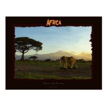 African Elephant Series Post Cards