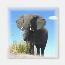 African Elephant Square Magnet