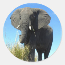 African Elephant Sticker