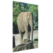African Elephant Stretched Canvas Print