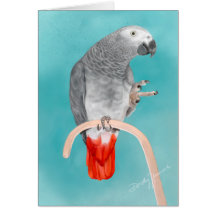 African Grey Parrot Cards
