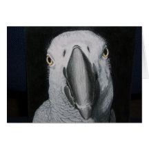 African Grey Parrot Cards