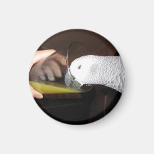 African Grey Parrot drinking OJ Magnets