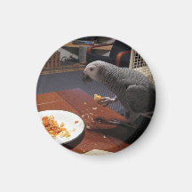 African Grey Parrot eating dinner Fridge Magnet