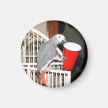 African Grey Parrot holding a cup Refrigerator Magnet