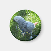 African Grey Parrot Outside Refrigerator Magnets