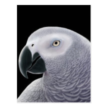 African Grey Parrot Postcard