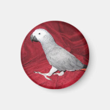 African Grey Parrot Refrigerator Magnets