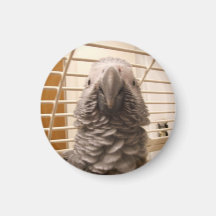 African Grey Parrot Refrigerator Magnets