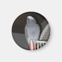 African Grey Parrot Sleeping Magnets