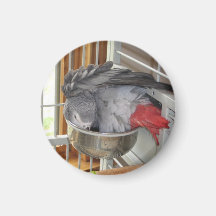 African Grey Parrot taking a bath Magnet