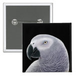 African Grey Pin