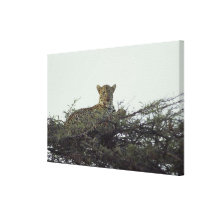 African leopard gallery wrap canvas