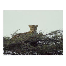 African leopard postcard
