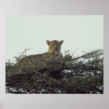 African leopard poster