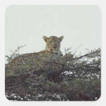 African leopard sticker