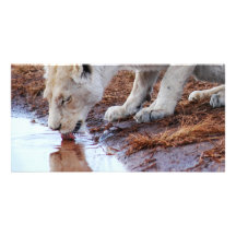African Lions reflection Photo Card Template