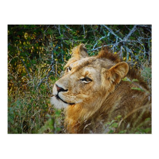 African male lion greeting cards post card
