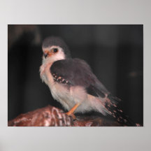 African Pygmy Falcon Posters