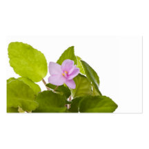 african violet - saintpaulia ionantha business card