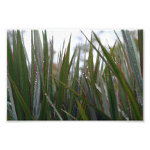 After the rain photograph