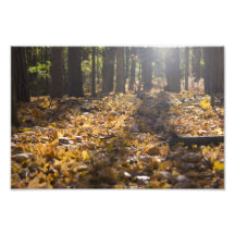 Afternoon Autumn Sun Photograph