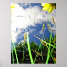 Afternoon Brights Posters