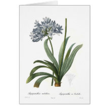 Agapanthus umbellatus by Pierre-Joseph Redouté Cards
