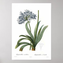 Agapanthus umbellatus print