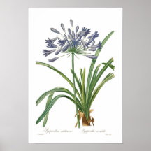 Agapanthus umbellatus print