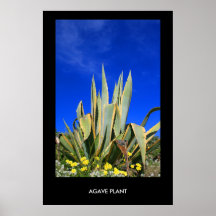 Agave Plant Poster,Print