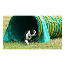 Agility Boston Terrier business cards